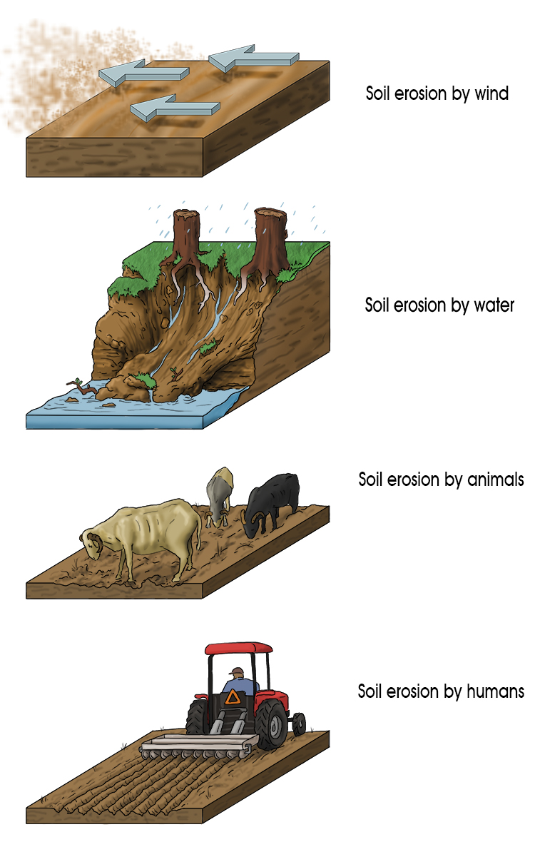 Top soil is eroded by animals, humans, wind and water: